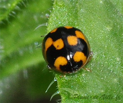 Insectes. La Coccinelle damier. PlumeDeVille